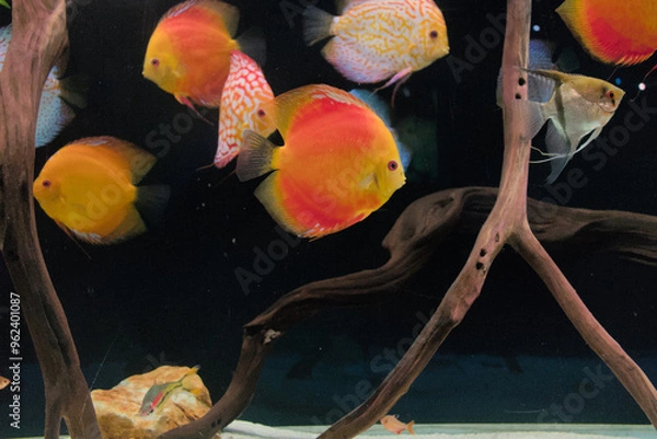 Obraz Discus fish with orange tones and different patterns
