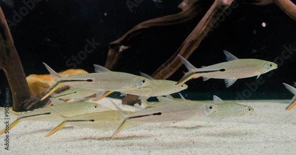 Obraz Brycinus fish at the bottom of a tank