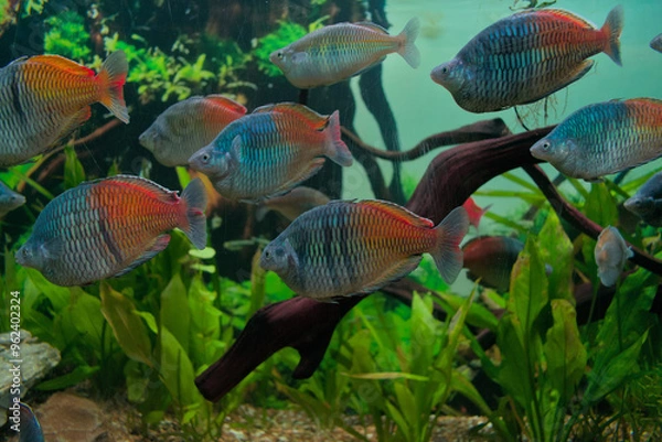 Obraz Rainbow fish swimming in the fish tank