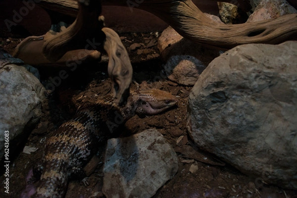 Obraz Tiliqua scincoides or sleeping blue tongue lizard