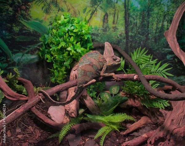 Obraz Yemeni or veiled chameleon on a branch