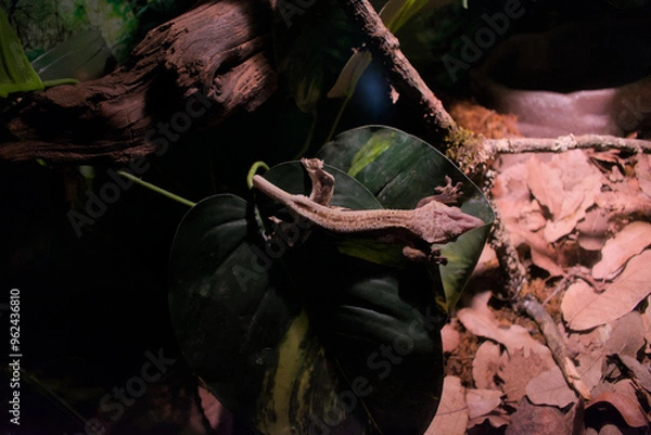 Obraz Gecko stuck on some leaves