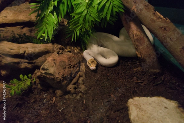 Obraz White python with colored head