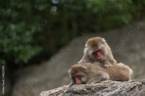 Fototapeta 毛繕いするニホンザル