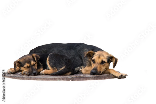 Obraz homeless puppies are sleeping on a sewer manhole