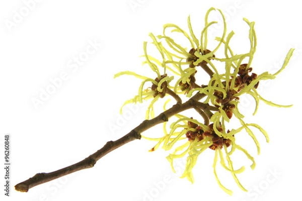 Obraz blühende Zaubernuß oder Hamamelis vor weißem Hintergrund