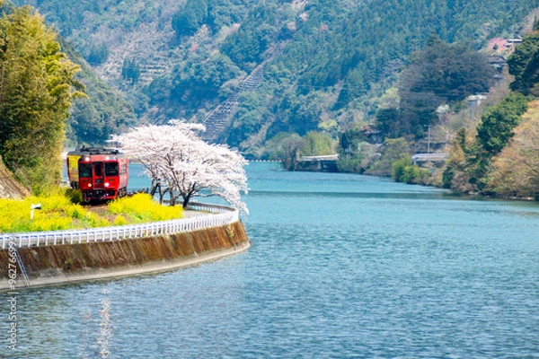 Obraz 球磨川に沿って走る肥薩線の気動車を満開の桜とともに撮る