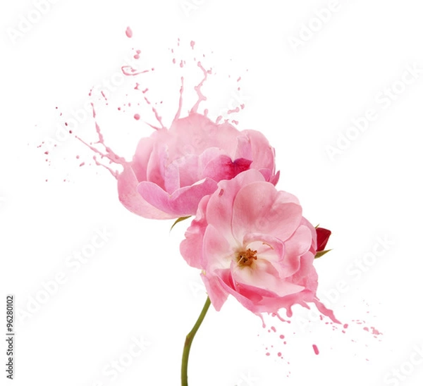 Obraz pink flower splashes