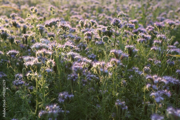 Obraz Rainfarn-Phazelie, Phacelia, Bienenfreund, Büschelschön