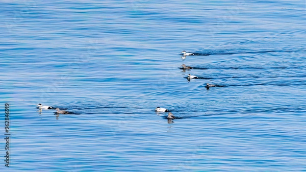 Fototapeta Flock of Common Eiders at Baltic Sea