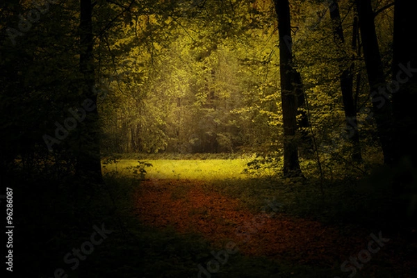 Obraz The light from the edge of forest