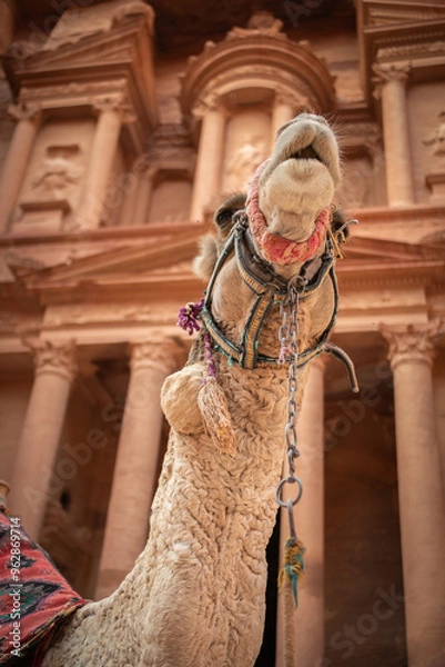 Fototapeta Vertical Portrait of Dromedary Camel in front of Al-Khazneh in Petra. Camelus Dromedarius with The Treasury Monument in Jordan.