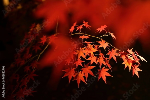 Fototapeta 紅葉２