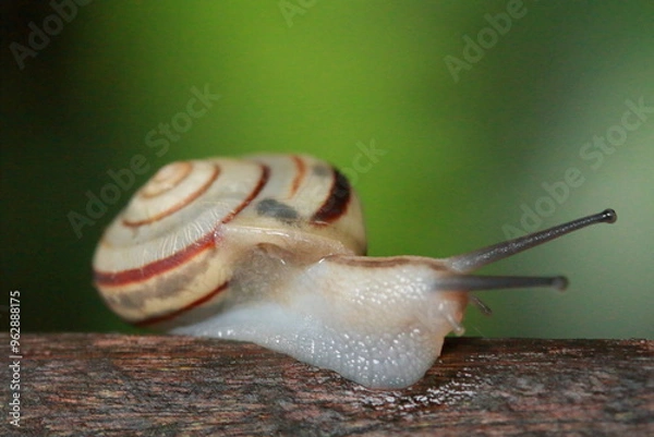 Fototapeta カタツムリ