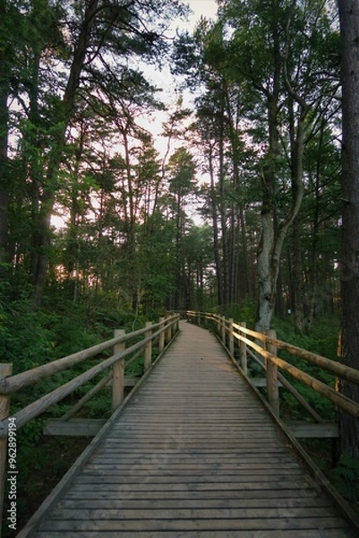 Fototapeta path in the forest