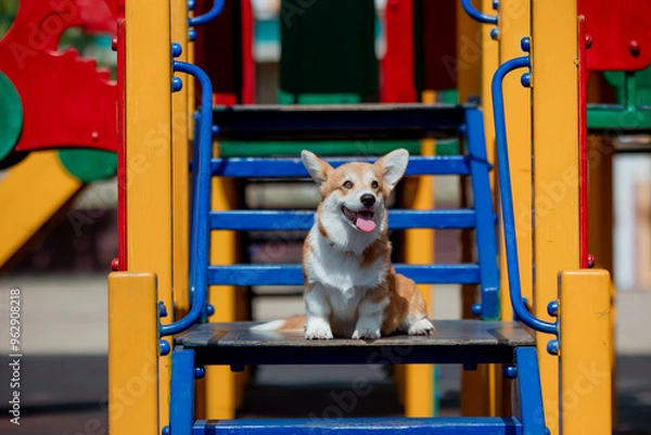 Fototapeta A Welsh corgi puppy dog sits on a playground in the sun