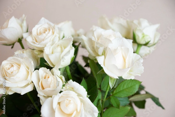 Fototapeta 白いバラ