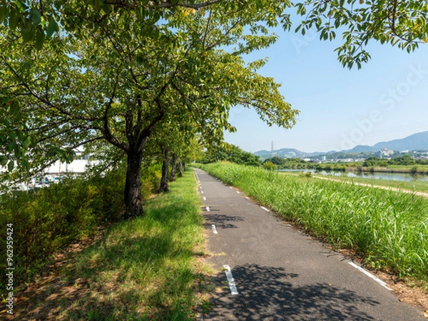 Fototapeta 石川リバーサイドサイクルライン沿いの桜並木