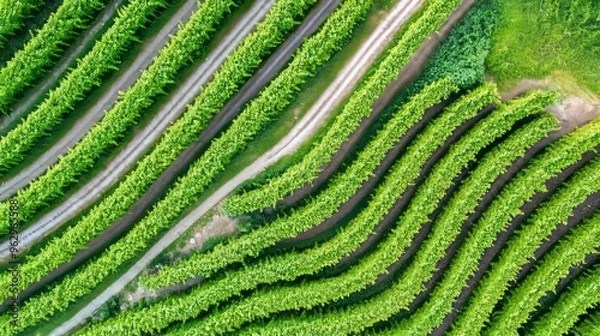 Obraz Aerial shot of a vineyard with neatly arranged rows of grapevines and earthy paths