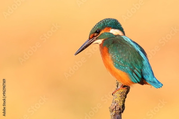 Obraz Common kingfisher