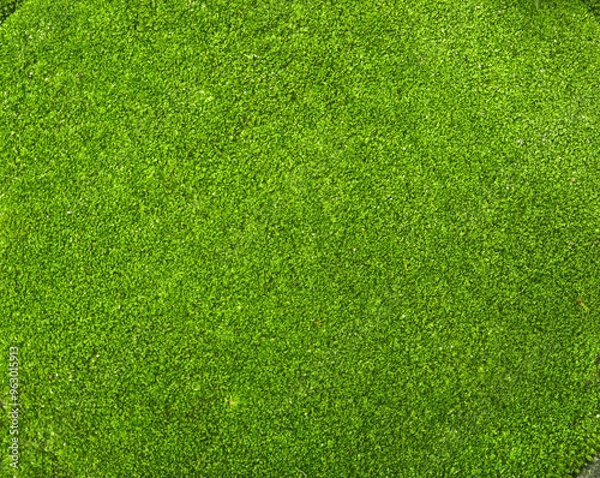 Obraz green moss plant on the ground