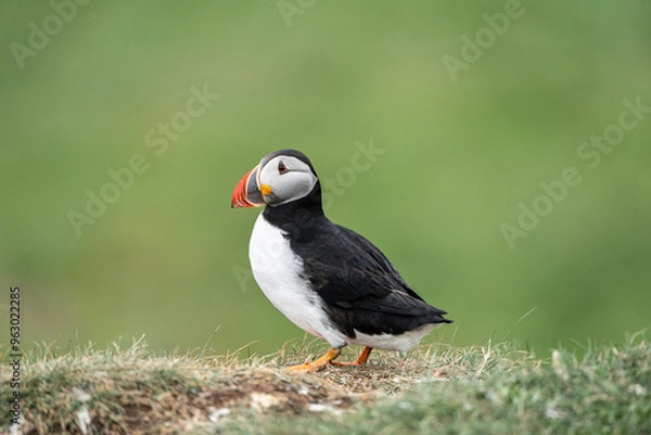 Fototapeta Puffin Portrait