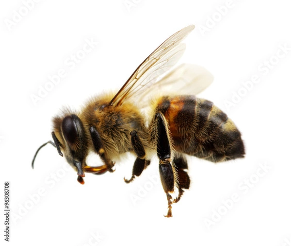 Fototapeta bee