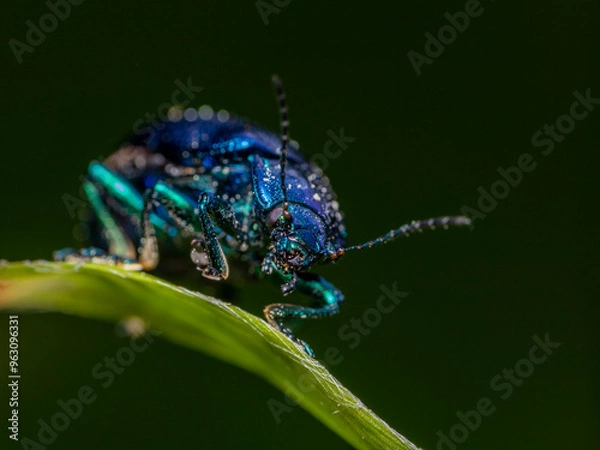 Obraz blue beetle on a leaf