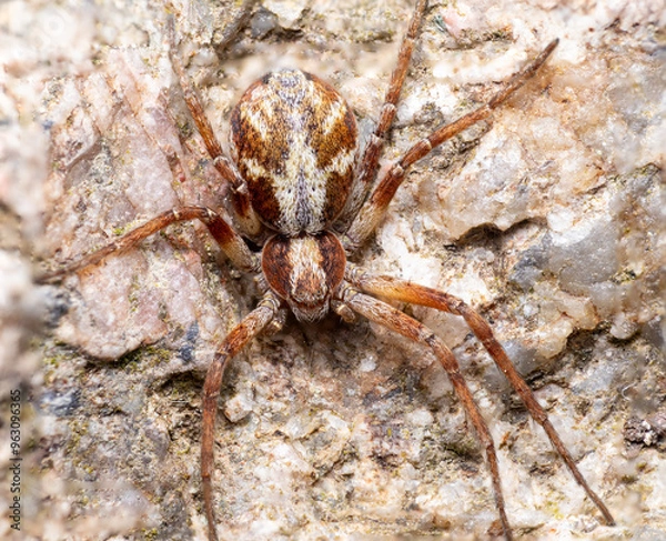 Fototapeta spider camouflage on the rocky background macro close up