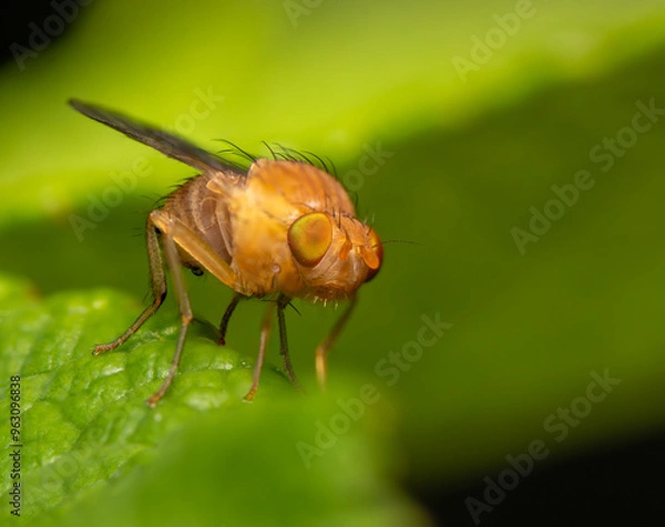 Obraz fly on leaf