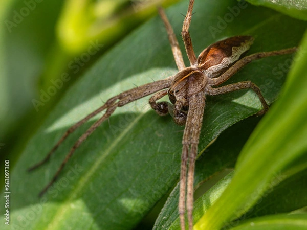Fototapeta spider on a leaf macro close up