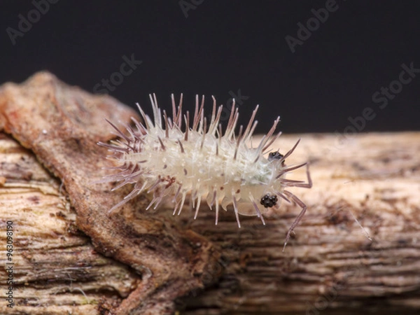 Obraz Laureola spiky isopods, macro close up, white isopod