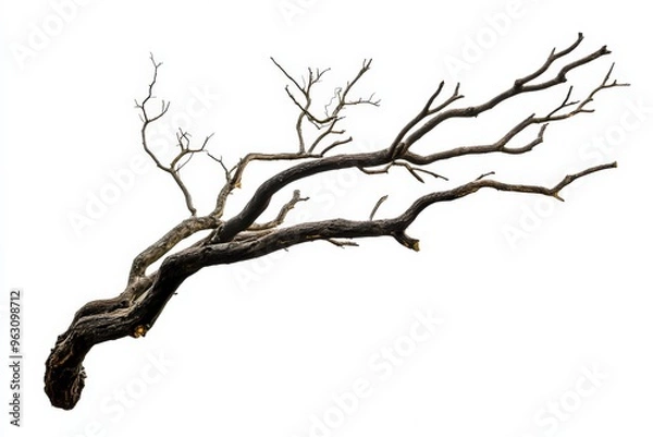 Fototapeta Dead Branches. Silhouette of a Dead Tree Branch Isolated on White Background
