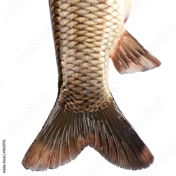 Obraz The tail of the fish carp isolated on white background