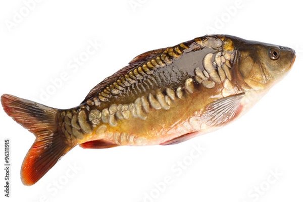 Obraz Fish carp isolated on white background