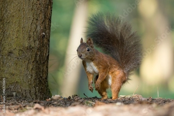 Fototapeta squirrel in the park