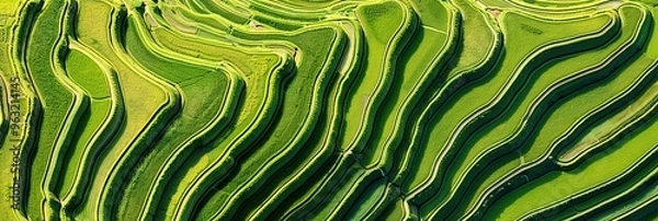 Fototapeta Aerial view of lush green rice terraces, a stunning display of agricultural engineering and natural beauty.