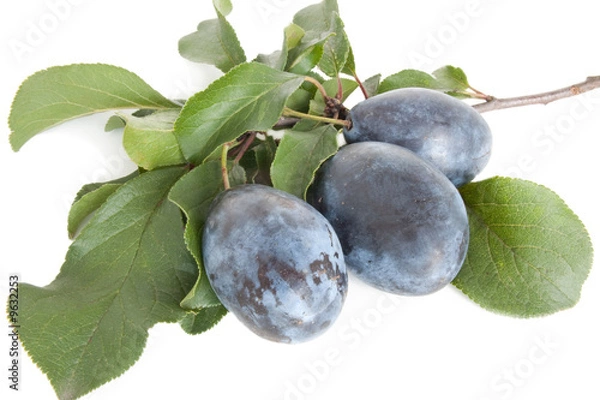 Obraz plum