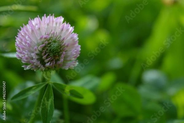 Fototapeta Pink clover flower, morning dew on the petals, floral background, green background