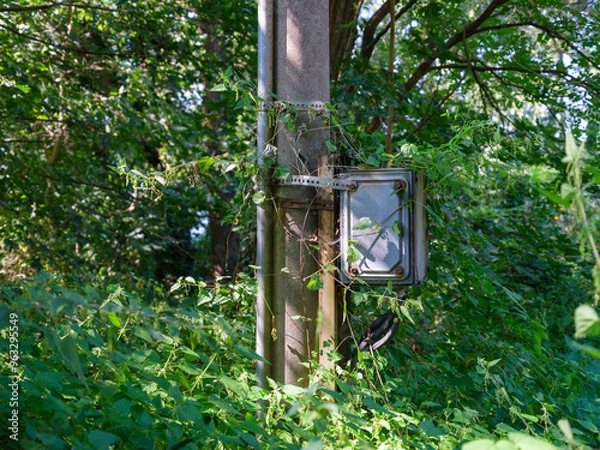 Obraz Overgrown Utility Pole