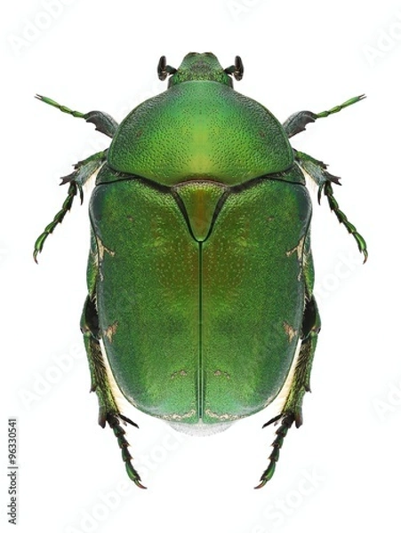Obraz Beetle Protaetia ungarica