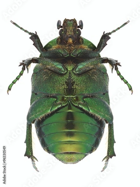 Obraz Beetle Protaetia ungarica (underside)