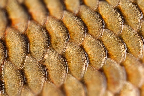Obraz Photographed close-up of fish squama carp family. Tilt-Shift 