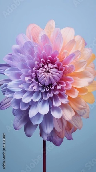 Obraz pink dahlia on blue