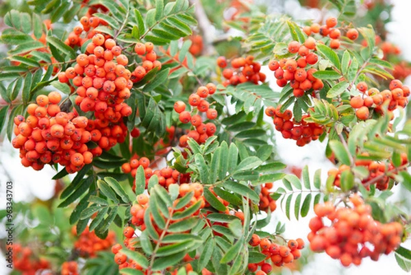 Obraz Red rowanberry berries on a tree