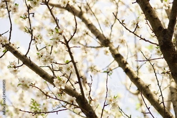 Fototapeta birch tree with green leaves in sky background.