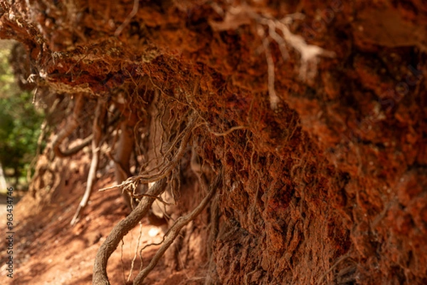 Fototapeta A close up of a tree stump with roots growing out of it. The image has a moody and mysterious feel to it, as the roots seem to be reaching out in all directions, creating a sense of depth