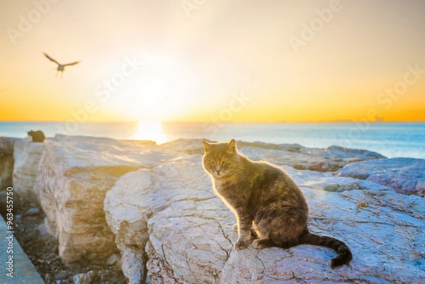 Fototapeta An Istanbul cat on the shores of the Sea of Marmara. Looking at the camera. Cute stray cat