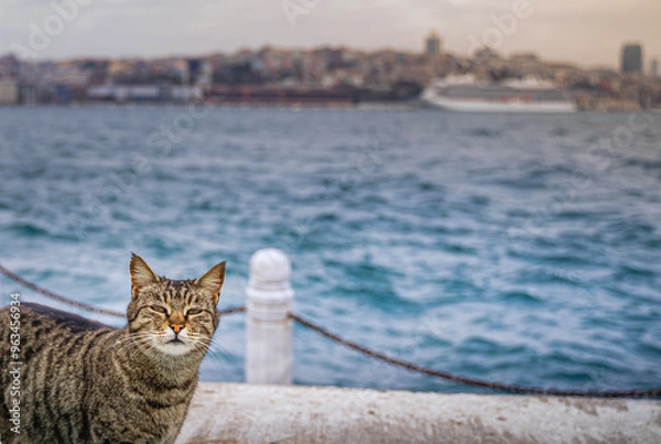 Fototapeta An Istanbul cat on the shores of the Sea of Marmara. Looking at the camera. Cute stray cat