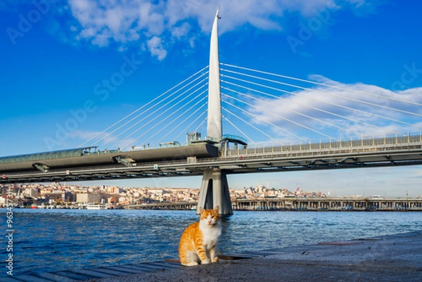 Fototapeta An Istanbul cat on the shore of Golden Horn Bay. Cable-stayed bridge in the background. Cute stray cat
